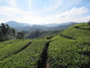 cameroon highland, best places in cameroon highland, travel cameroon highland, tea garden in camerron highland, tea garden in malaysia, malaysian tea garden