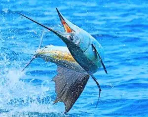 Fishing Tour in Malaysia | Fishing in Malaysia