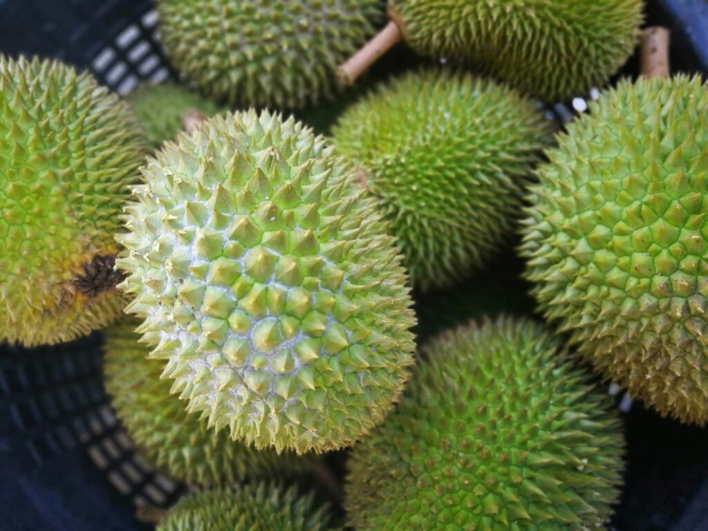 Traveler holding a piece of durian pulp at a durian stall in Petaling Jaya